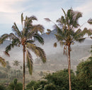 Indo Estate Coffee インドエステートコーヒー　Kopi Luwak Bali コピルアク バリ　100g　粉末