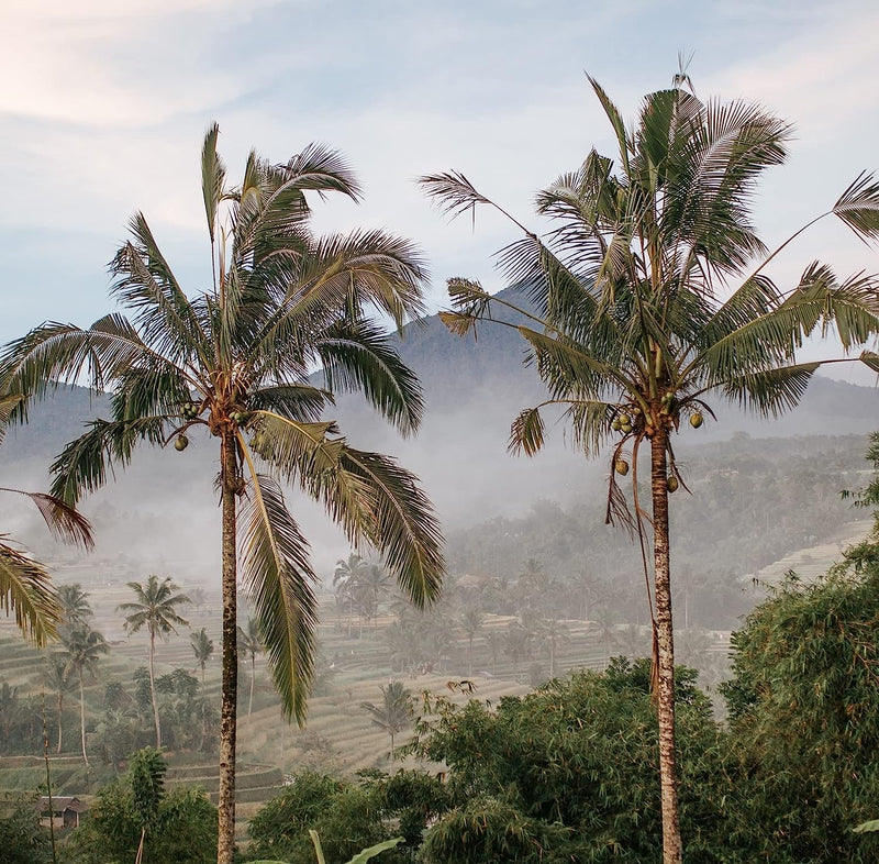 Indo Estate Coffee インドエステートコーヒー　Kopi Luwak Bali コピルアク バリ　100g　粉末