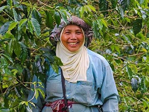 Indo Estate Coffee インドエステートコーヒー　Kopi Luwak Bali コピルアク バリ　ドリップフィルター　６杯分入