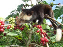 Indo Estate Coffee インドエステートコーヒー　Kopi Luwak Sumatra コピルアクスマトラ　100g　粉末