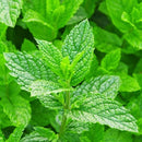 ブラットワンギ バリ島から無添加石鹸 ココナッツシャンプーバー ハイビスカスリーフ＆ペパーミント 80g 海外直送品