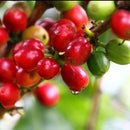 クプクプ トラジャコーヒー バリコーヒー 100g 海外直送品