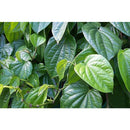 ムスティカラトゥ 歯磨きペースト Pasta Gigi Daun Sirih 150g 海外直送品