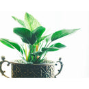 NRヘアトニック 200ml 海外直送品