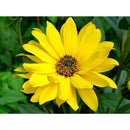 NR シャンプー 200ml アルニカ 海外直送品