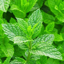 SIDOMUNCUL シドムンチュル トラックアンギンケア リフレッシュオイル ロールオン 10ml 海外直送品