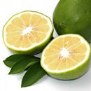 トコパラス エッセンシャルオイル 10ml ベルガモット 海外直送品