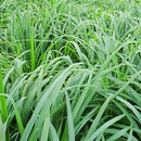 トコパラス エッセンシャルオイル 10ml シトロネラ 海外直送品