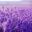 トコパラス エッセンシャルオイル 10ml ラベンダー 海外直送品