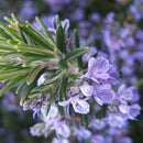 ローズマリーの画像