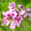 トコパラス エッセンシャルオイル 10ml ゼラニウムの商品画像