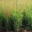 ウタマスパイス バリ島 エッセンシャルオイル パルマローサ 10ml