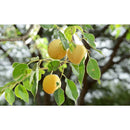 ウタマスパイス Marula Oil 30ml 海外直送品