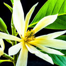 まとめ買い５個セット ブラットワンギ バリ島から無添加石鹸 ココナッツクリームソープ チュンパカ 80g 海外直送品