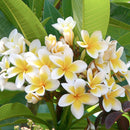 まとめ買い５個セット ブラットワンギ バリ島から無添加石鹸 ココナッツクリームソープ フランジパニ 80g 海外直送品