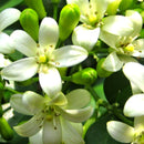 まとめ買い１０個セット ブラットワンギ バリ島から無添加石鹸 ココナッツクリームソープ ジャスミン 80g 海外直送品