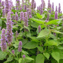 ブラットワンギ バリ島から無添加石鹸 ココナッツシャンプーバー パチュリ 80g 海外直送品