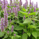 まとめ買い５個セット ブラットワンギ バリ島から無添加石鹸 ココナッツシャンプーバー パチュリ 80g 海外直送品