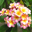 まとめ買い５個セット ブラットワンギ バリ島から無添加石鹸 ココナッツクリームソープ ピンクフランジパニ プルメリア 80g 海外直送品